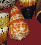 Cone snail.PNG