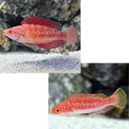 th-101543-red-fin-fairy-wrasse-both.jpg