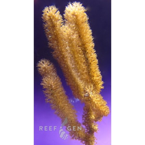 ReefGen XL Show Tracy Morgonian Gorgonian (2)-1000x1000.jpg