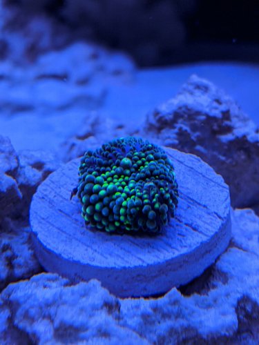 First coral 2.jpg