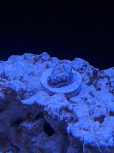 First Coral.jpg