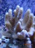 Devils Finger Leather Coral.jpg