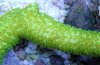 Green Millipora Close Up.jpg