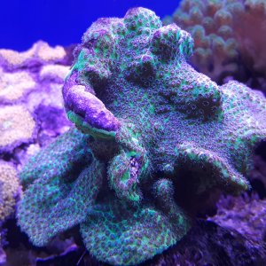 Pavonia coral 2 .jpg