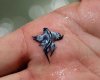 161681_blueSeaSlug.jpg