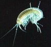 Amphipod1.jpg Amphipod1.jpg