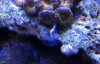 acan.jpg