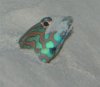 maleleopardinsandhead.jpg