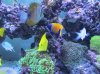 Rebuilt Reef 017.jpg