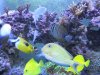 Rebuilt Reef 018.jpg