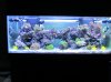 Rebuilt Reef 042.jpg