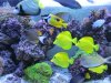 Rebuilt Reef 010.jpg