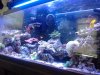 aquascape 3.jpg