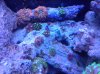 aquascape 5.jpg