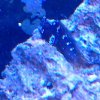starry blenny.jpg