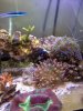 corals.jpg