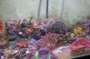 corals3.jpg