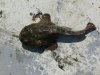 toad-fish.jpg
