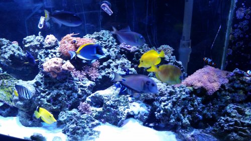 fish1.jpg
