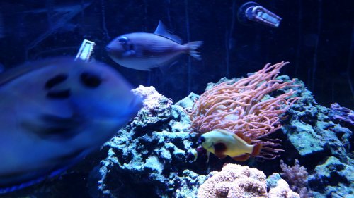 fish 2.jpg