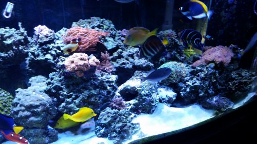 fish 3.jpg