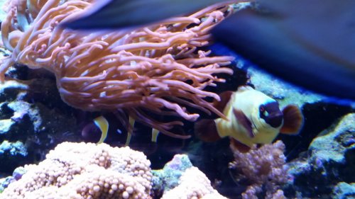 fish 4.jpg