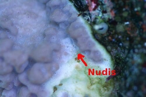 nudis.jpg