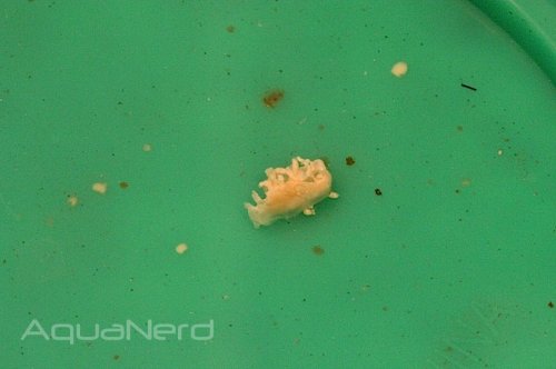 Montipora-Eating-Nudibranch.jpg