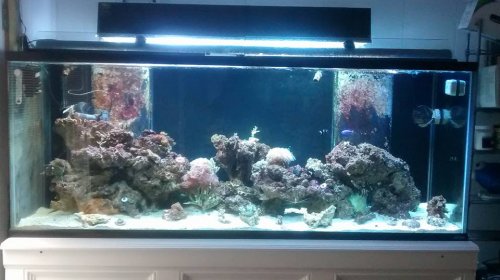 tank 5-1-2016.jpg