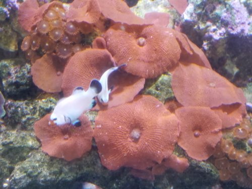 fish 3.jpg