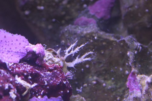 Day 13 hitchhikers branched.JPG
