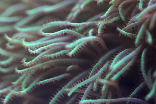 Day 23 Green Star Polyps close.JPG