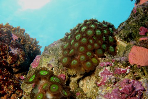 Day 25 Green Zoas day.JPG