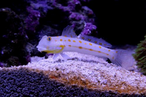 Day 28 Goby in view.JPG