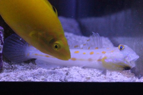 Day 28 New Goby.JPG