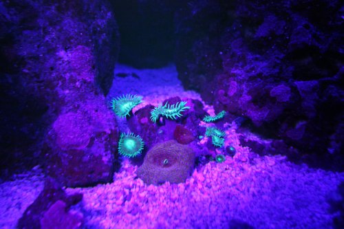 Day 30 Palys under UV.JPG