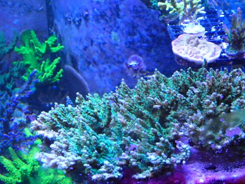 Purple Tip teal frags Mini's.JPG