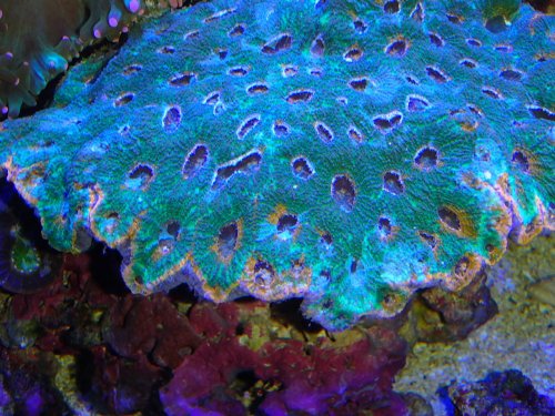 Oragne Green Acan Enchinata.jpg