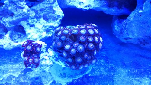 Zoas.jpg