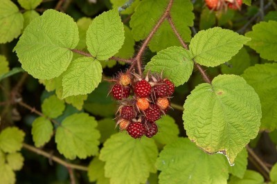 japanese-wineberry-400x266.jpg