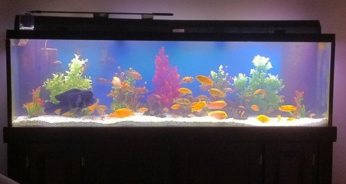 For Sale Fish Tank.jpg For Sale Fish Tank.jpg