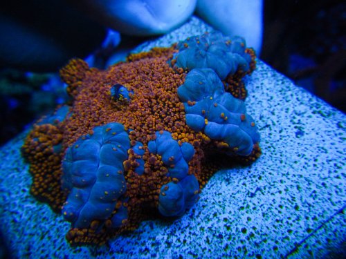 IMG_6575.jpg