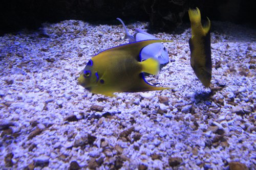 Angelfish.JPG Angelfish.JPG
