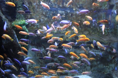 cichlids.JPG cichlids.JPG