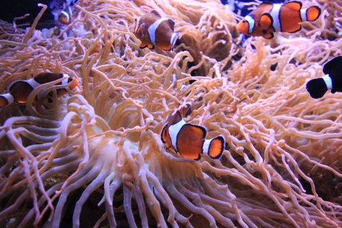 Clownfish.JPG Clownfish.JPG