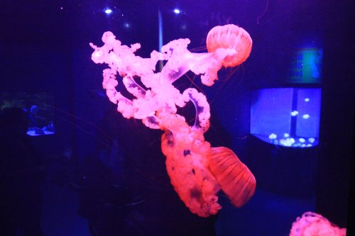 IMG_5334.JPG IMG_5334.JPG
