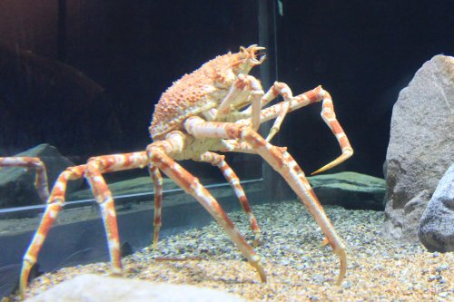 king crab.JPG king crab.JPG