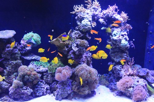 Reef tank.JPG