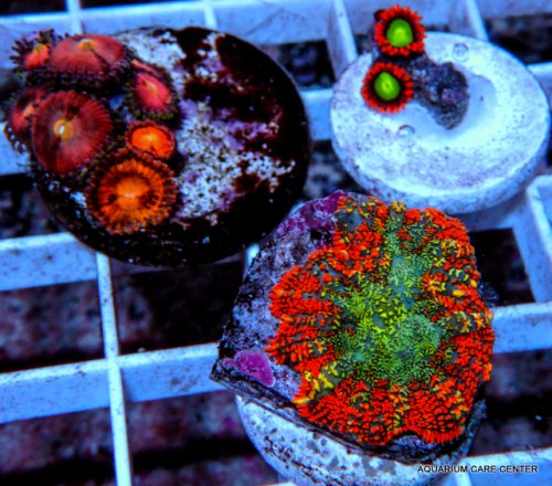 2-FRAG PACK 4.jpg 2-FRAG PACK 4.jpg