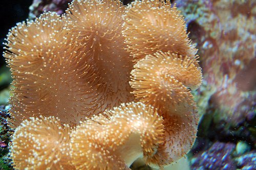 Coral-Identification-Types-of-Coral-Toadstool-Coral.jpg